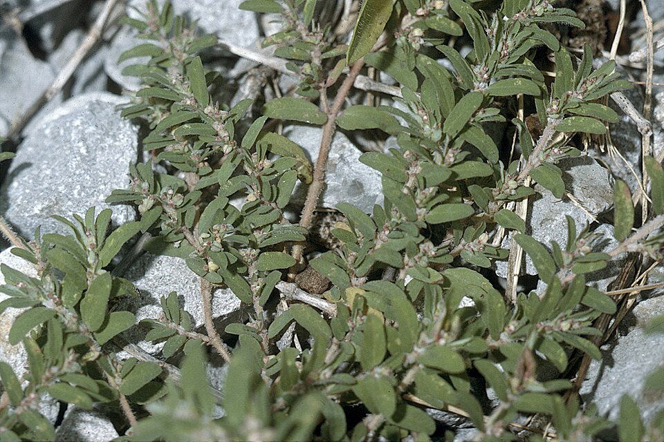 Euphorbia humistrata — whole photograph