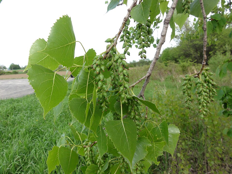 Populus deltoides — fruit photograph