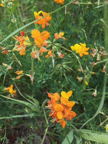 Lotus corniculatus — flower photograph
