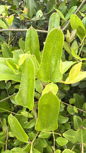 Smilax auriculata photograph