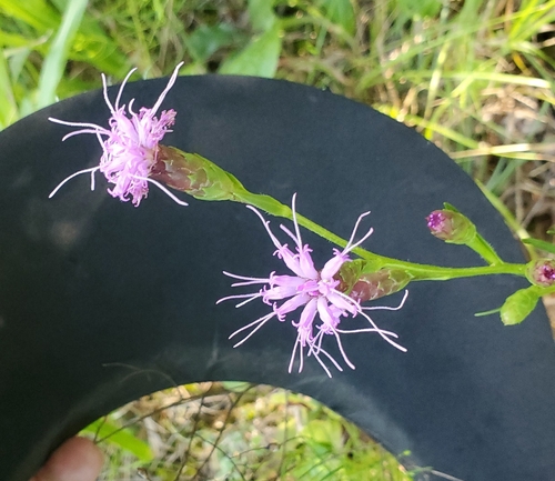 Liatris cylindracea — flower photograph