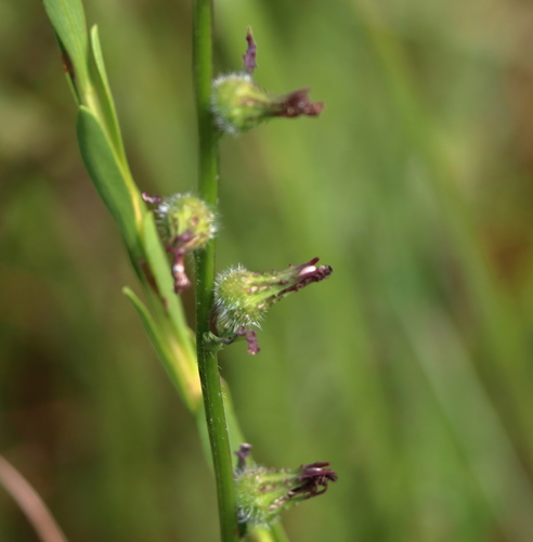 Lobelia glandulosa — whole photograph