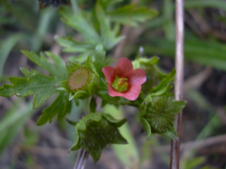 Modiola caroliniana — bloom photograph