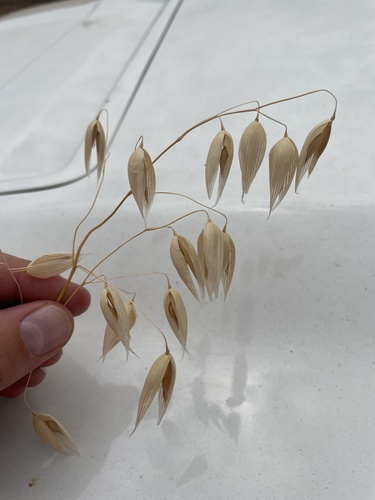 Avena sativa — fruit photograph