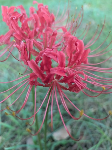 Lycoris radiata — flower photograph