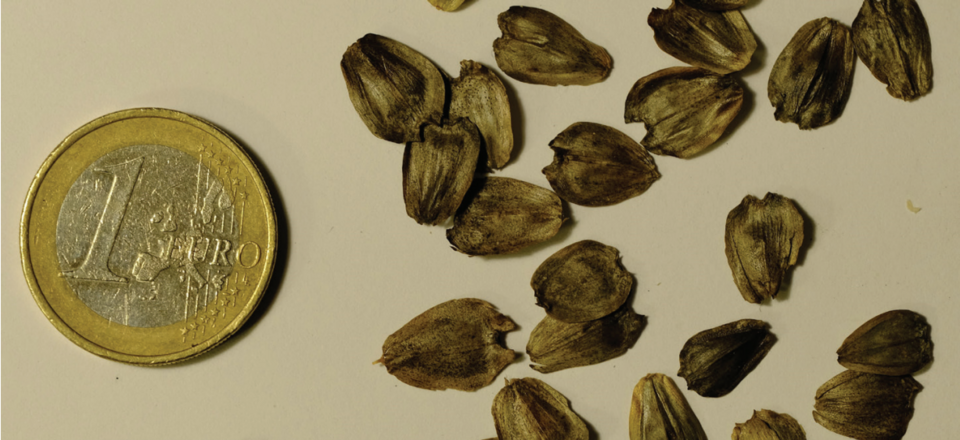 Silphium perfoliatum — seed photograph