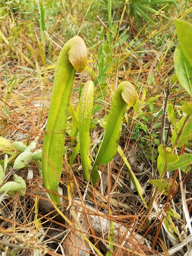 Sarracenia minor — whole plant photograph