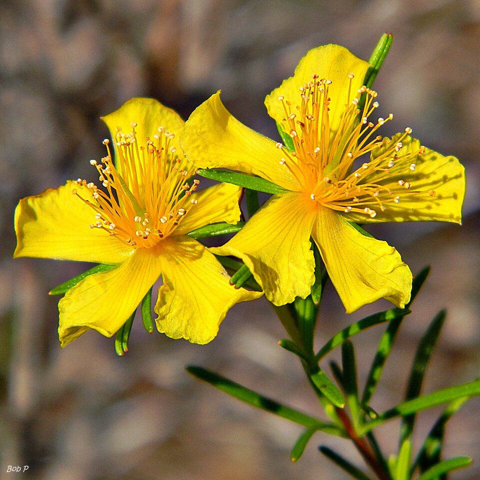 Hypericum fasciculatum — bloom photograph