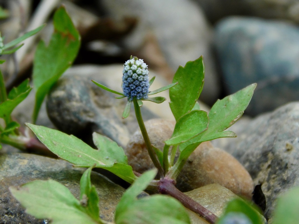 Eryngium prostratum — bloom photograph