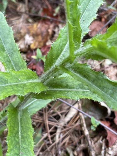 Cirsium repandum — foliage photograph