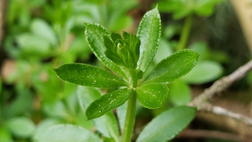 Galium triflorum — foliage photograph