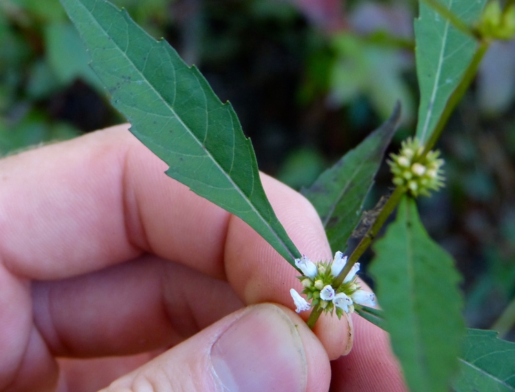 Lycopus angustifolius — bloom photograph