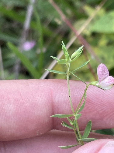Acmispon helleri — flower photograph