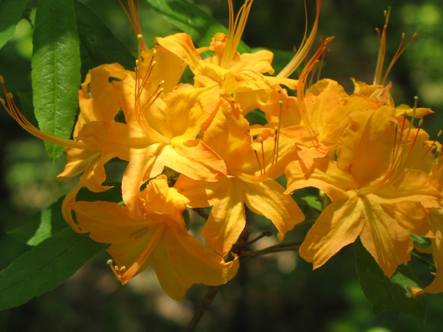 Flame Azalea
