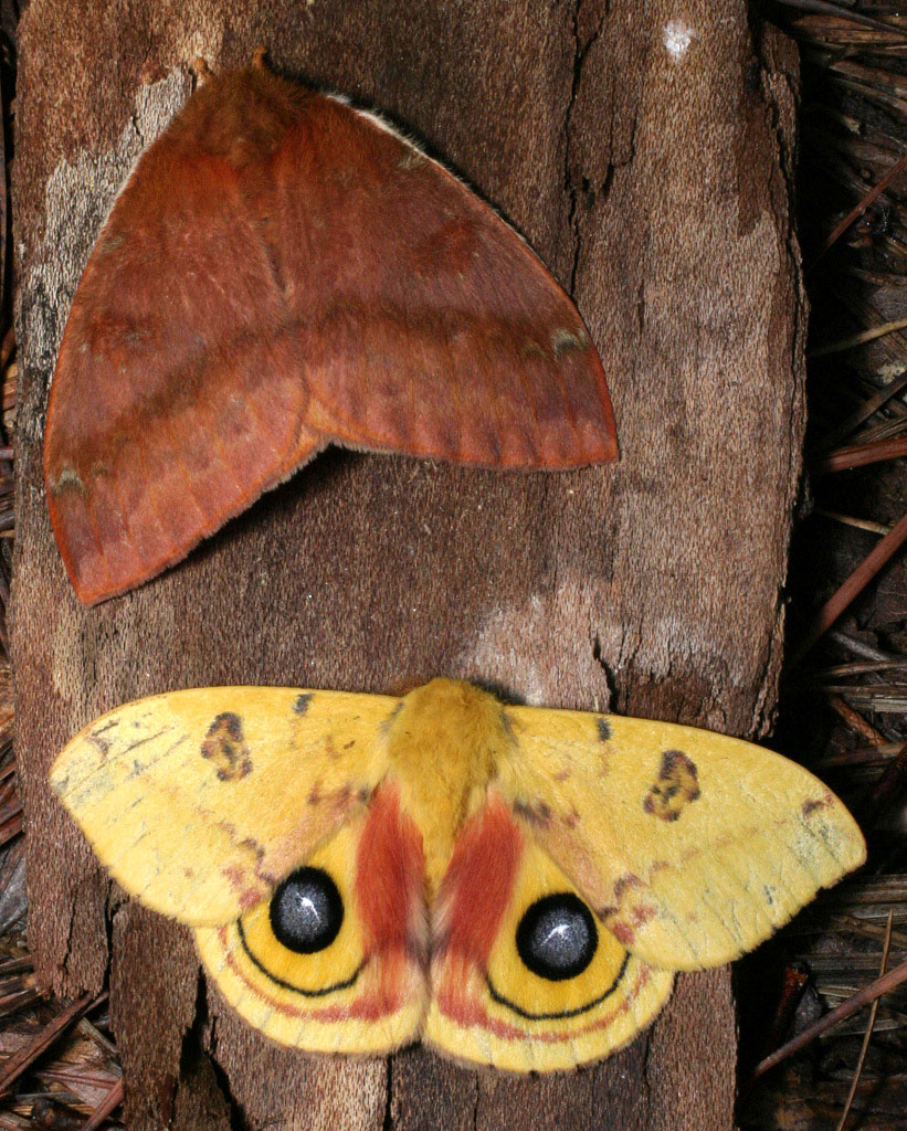 Io Moth