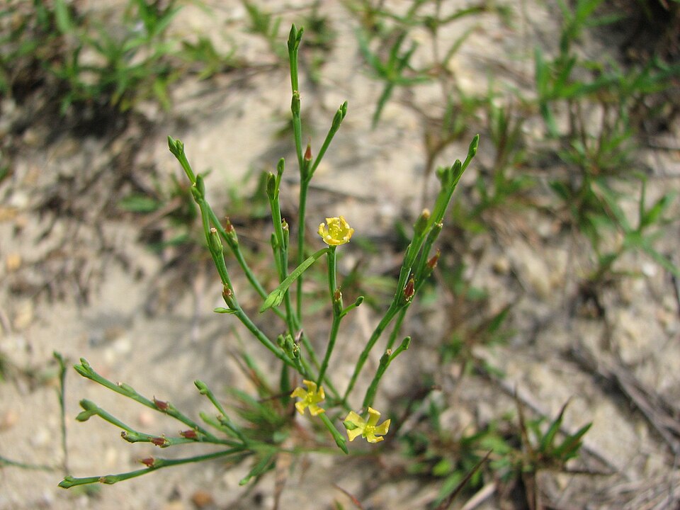 Hypericum gentianoides — whole photograph