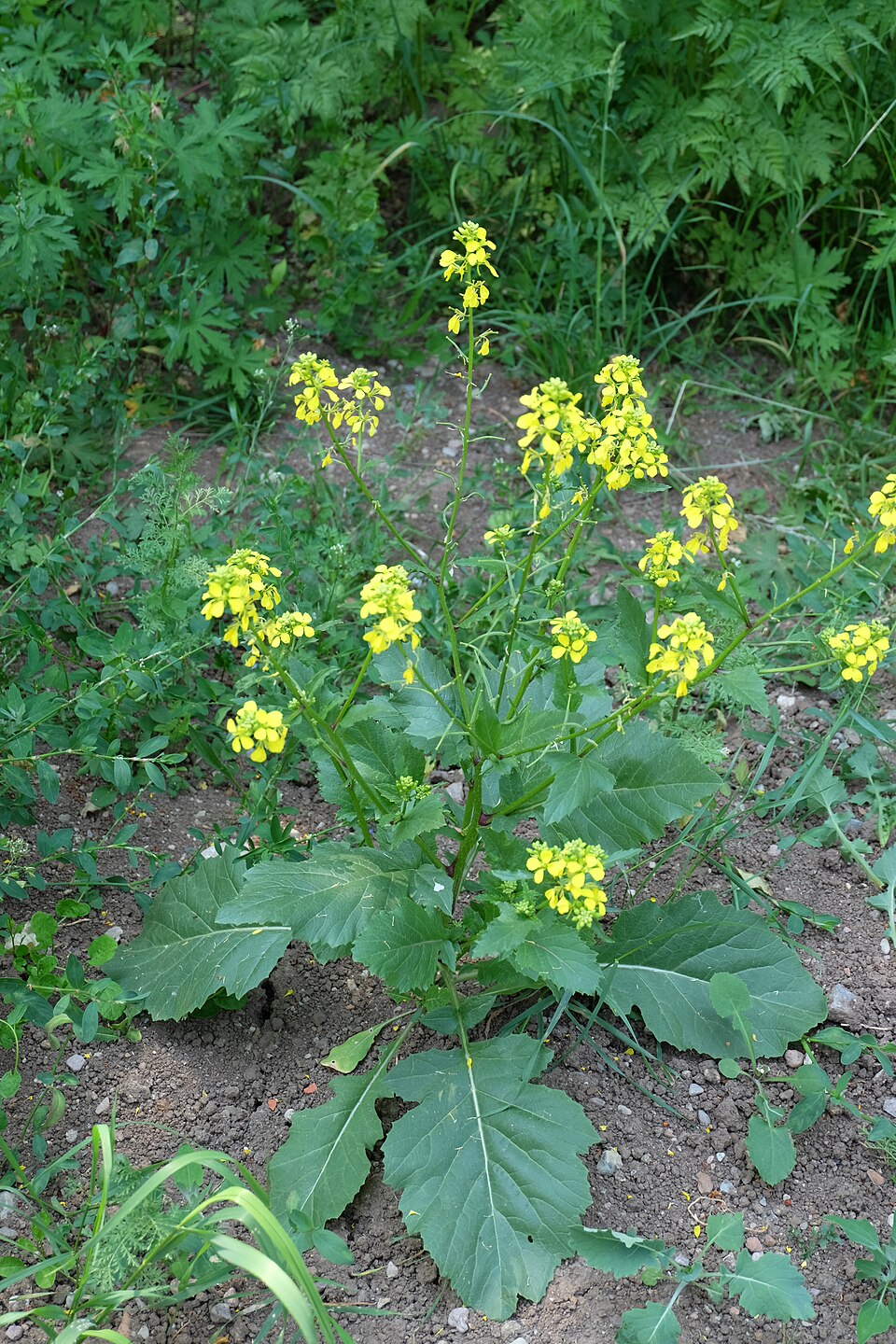 Brassica nigra — whole photograph