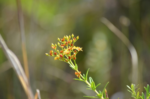 Hypericum cistifolium photograph