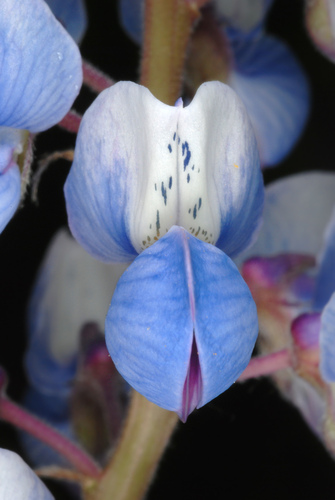 Lupinus perennis photograph