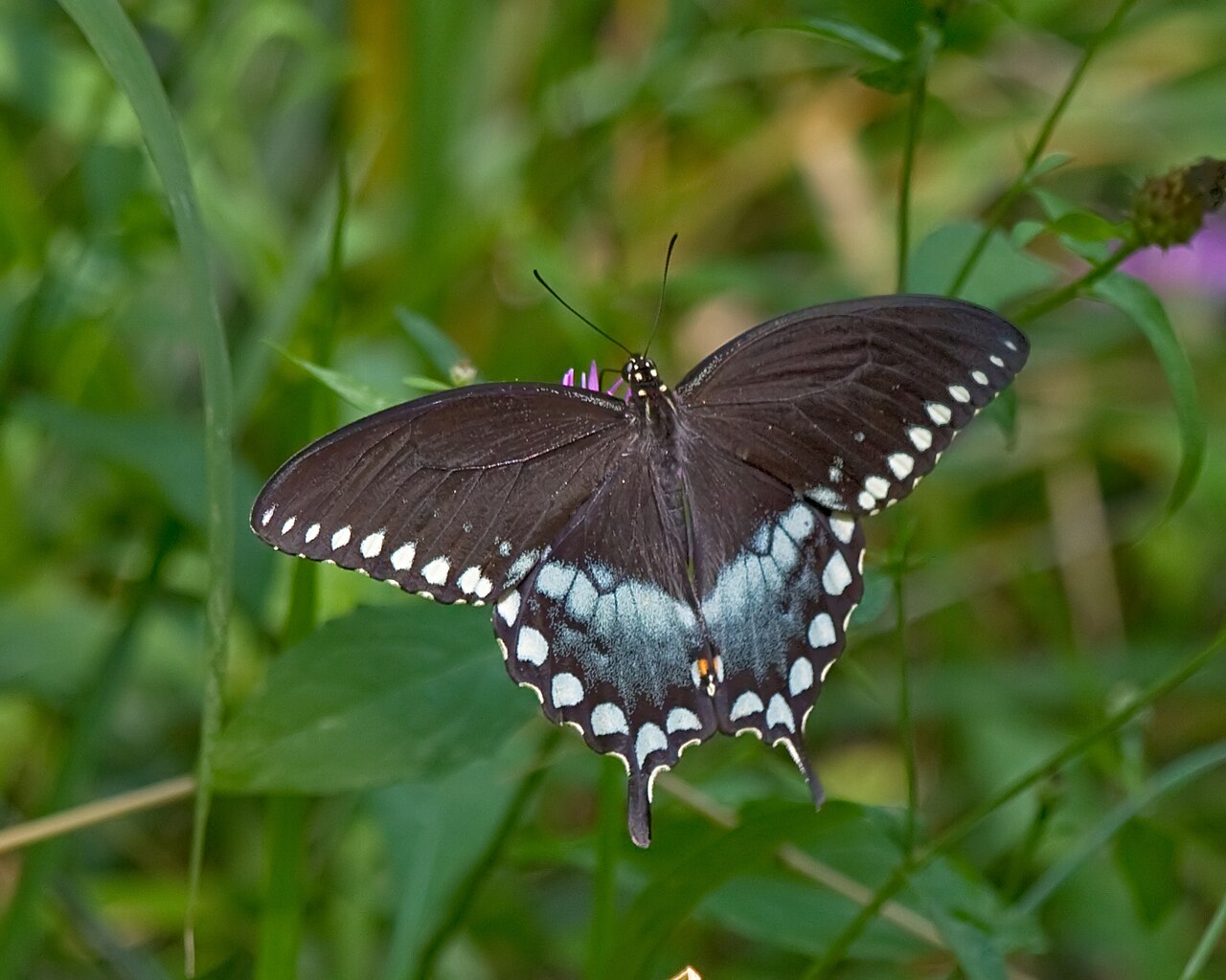 Spicebush Swallowtail