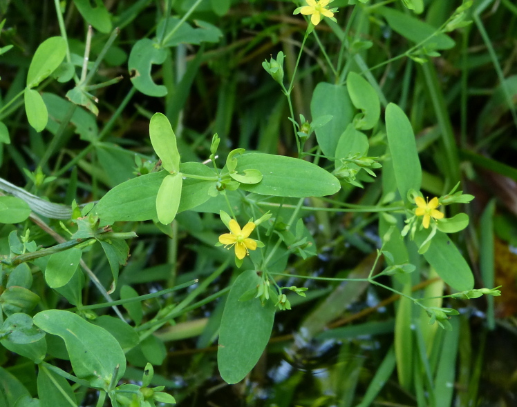 Hypericum mutilum — whole photograph
