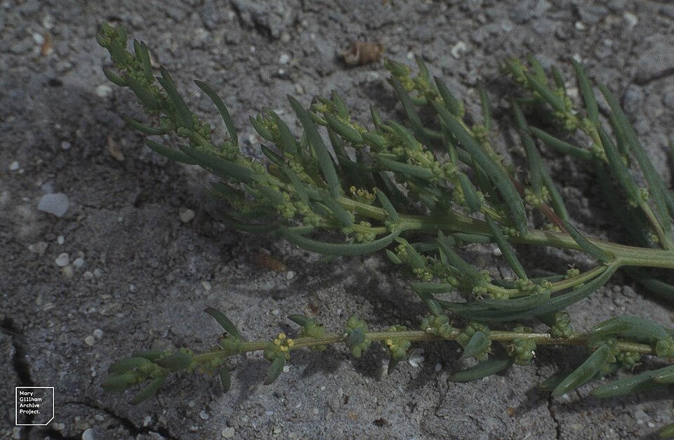 Suaeda linearis — whole photograph