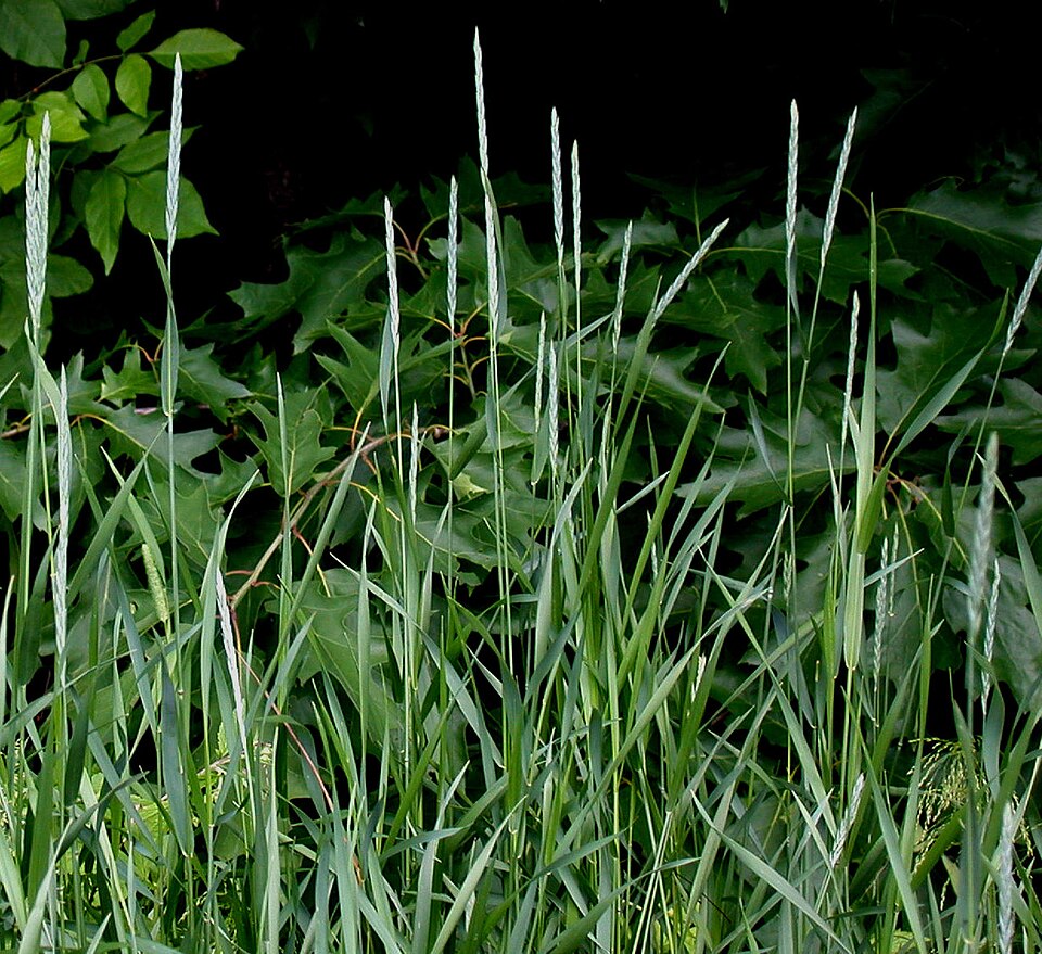 Elymus repens — whole photograph