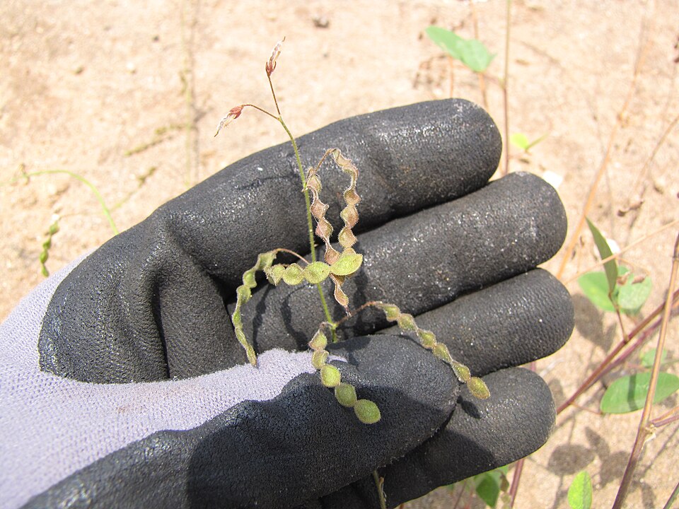Desmodium tortuosum — fruit photograph