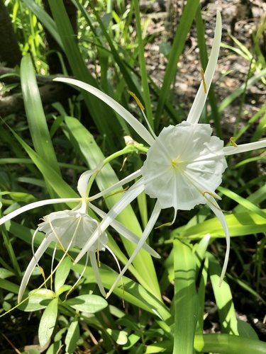 Hymenocallis crassifolia — flower photograph