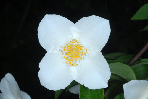 Philadelphus inodorus — flower photograph