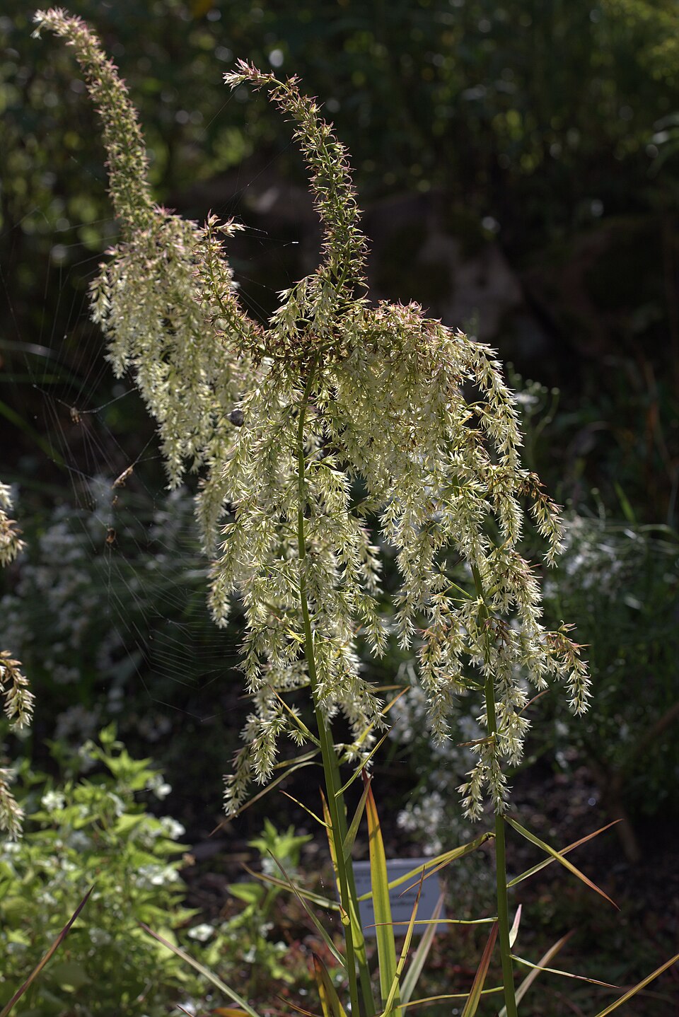 Stenanthium gramineum — flower photograph