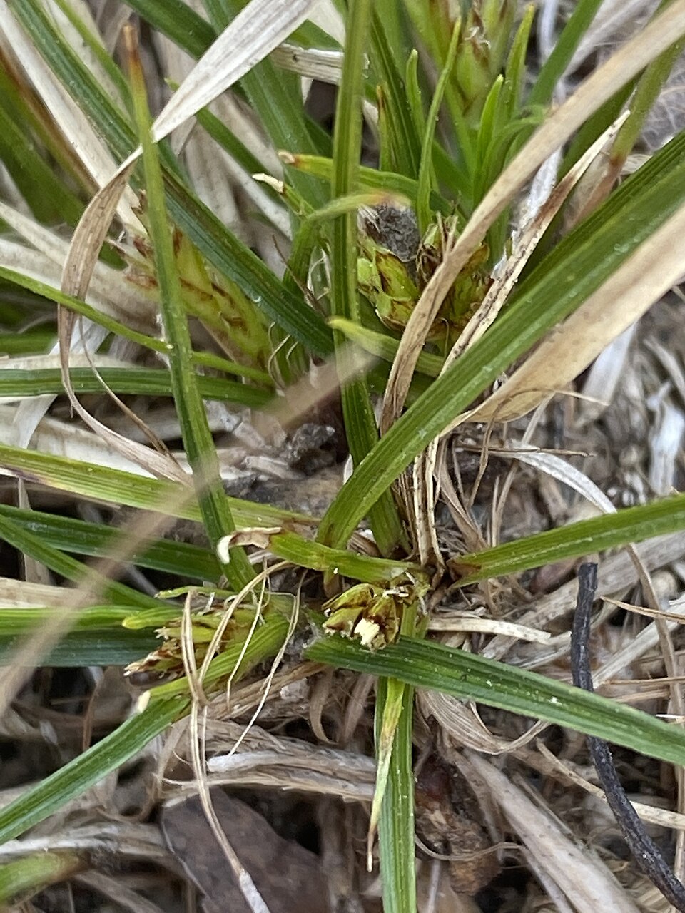 Carex reznicekii — fruit photograph