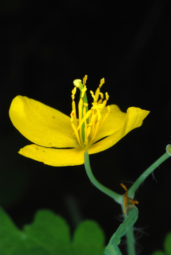 Chelidonium majus — flower photograph
