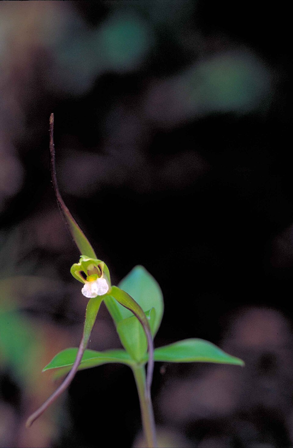 Isotria verticillata — bloom photograph