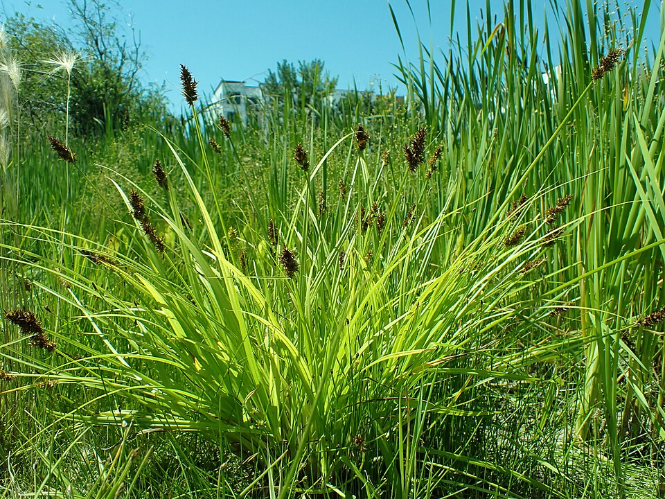 Carex stipata — whole photograph