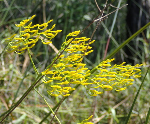 Bigelowia nudata — flower photograph