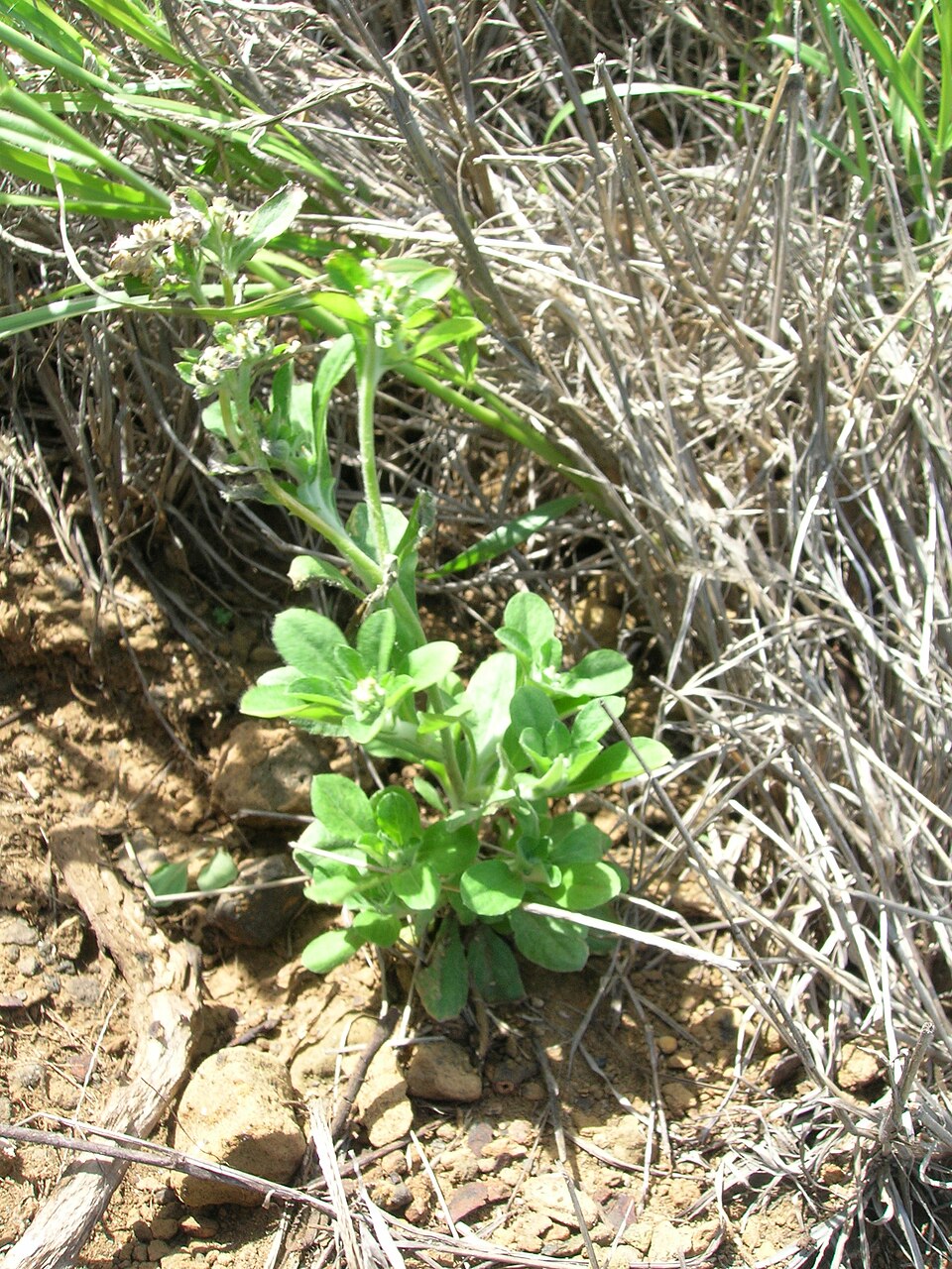 Gamochaeta purpurea — whole photograph