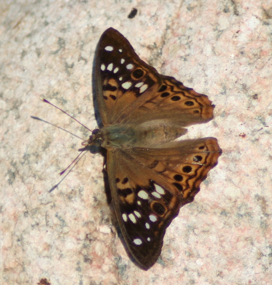 Hackberry Emperor