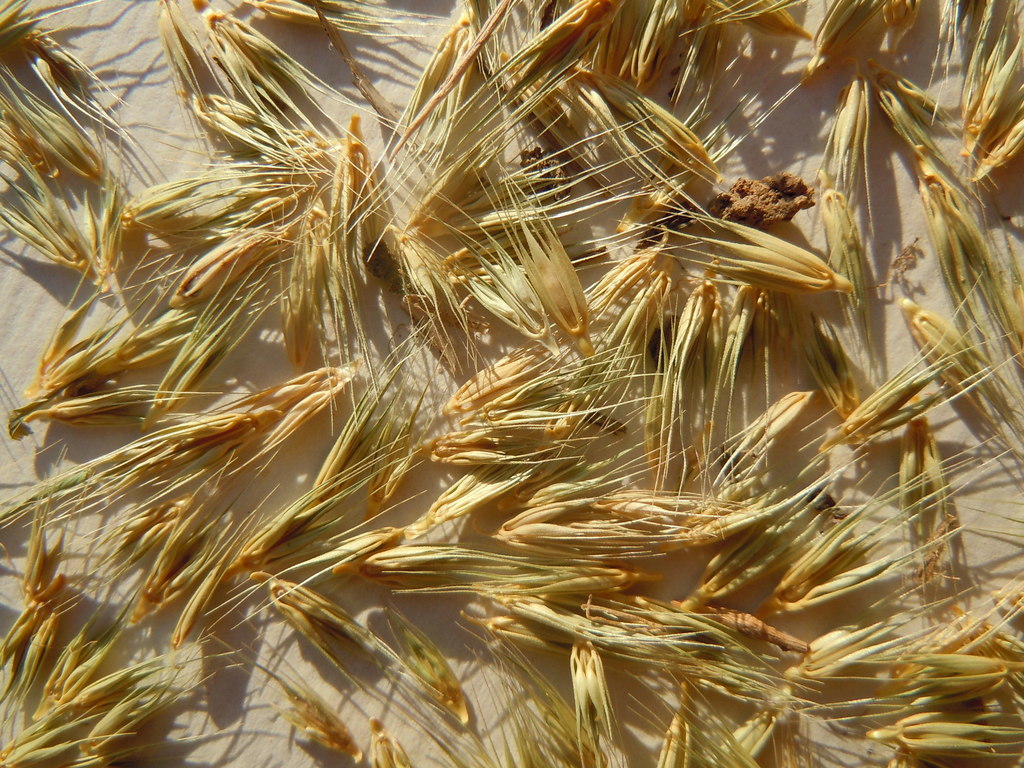Hordeum pusillum — fruit photograph