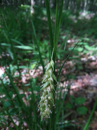 Carex cherokeensis photograph
