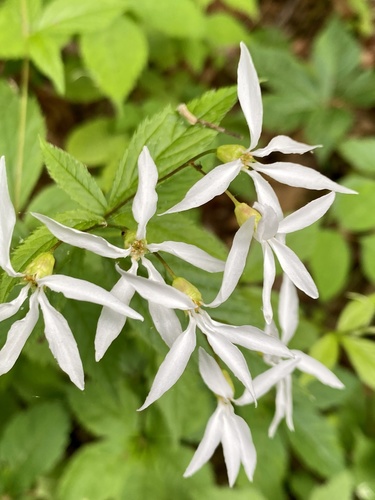 Gillenia trifoliata — flower photograph
