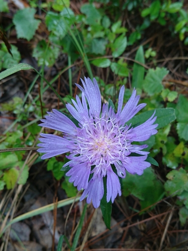 Stokesia laevis — flower photograph