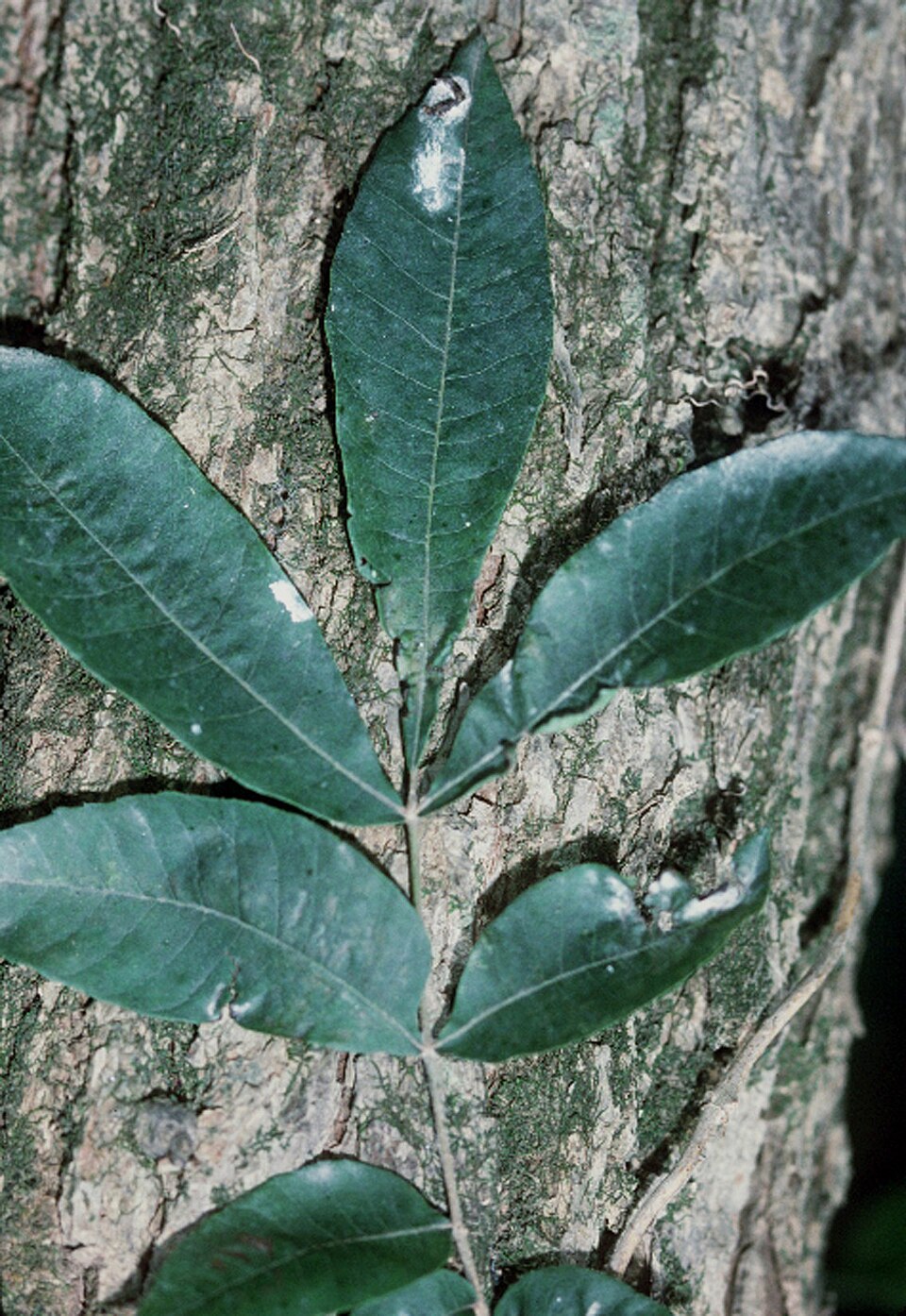 Carya aquatica — leaf photograph