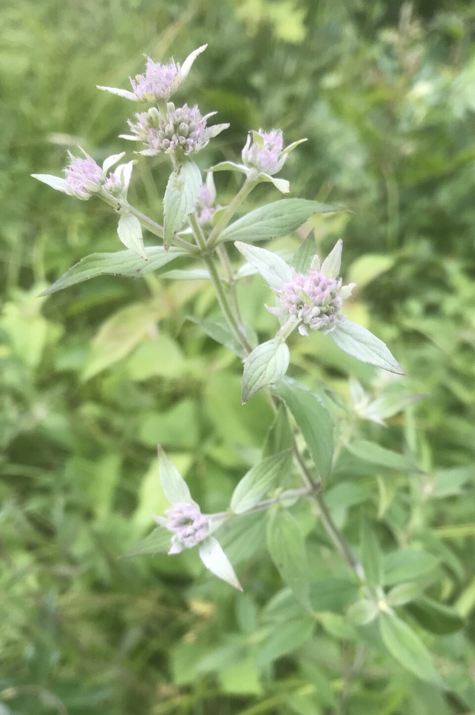 Pycnanthemum verticillatum — bloom photograph
