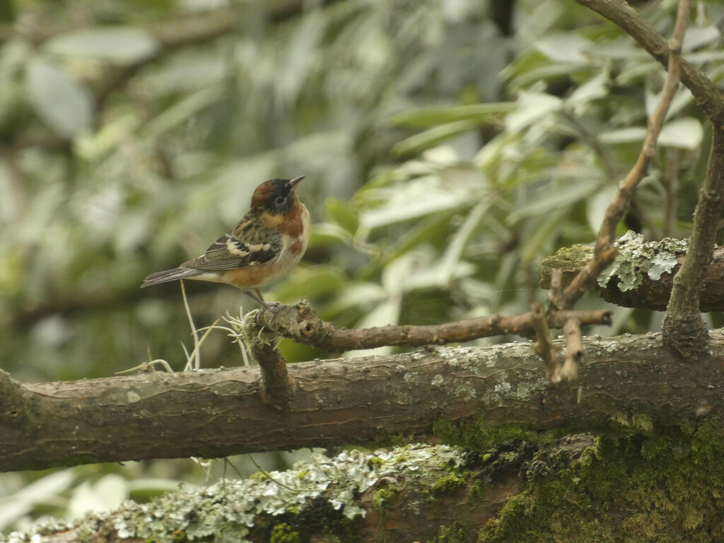 Male Bay-breasted Warbler, whole bird