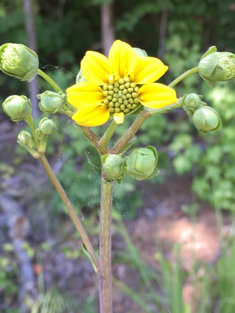 Silphium compositum — bloom photograph