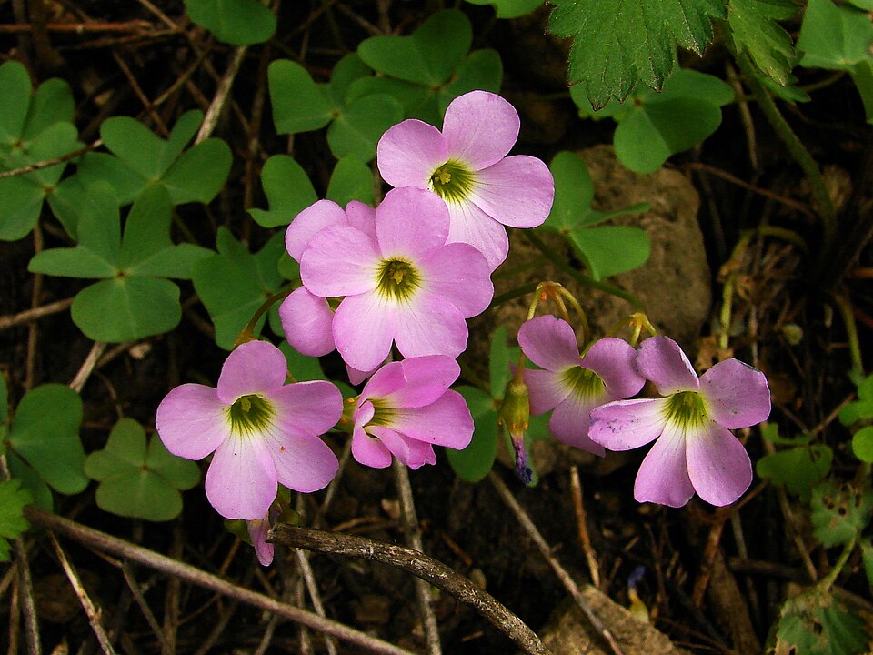 Oxalis violacea — bloom photograph
