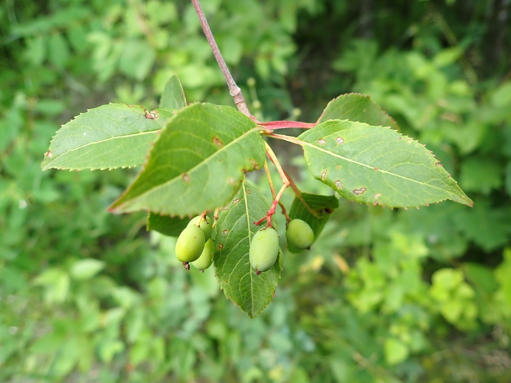 Viburnum lentago — fruit photograph