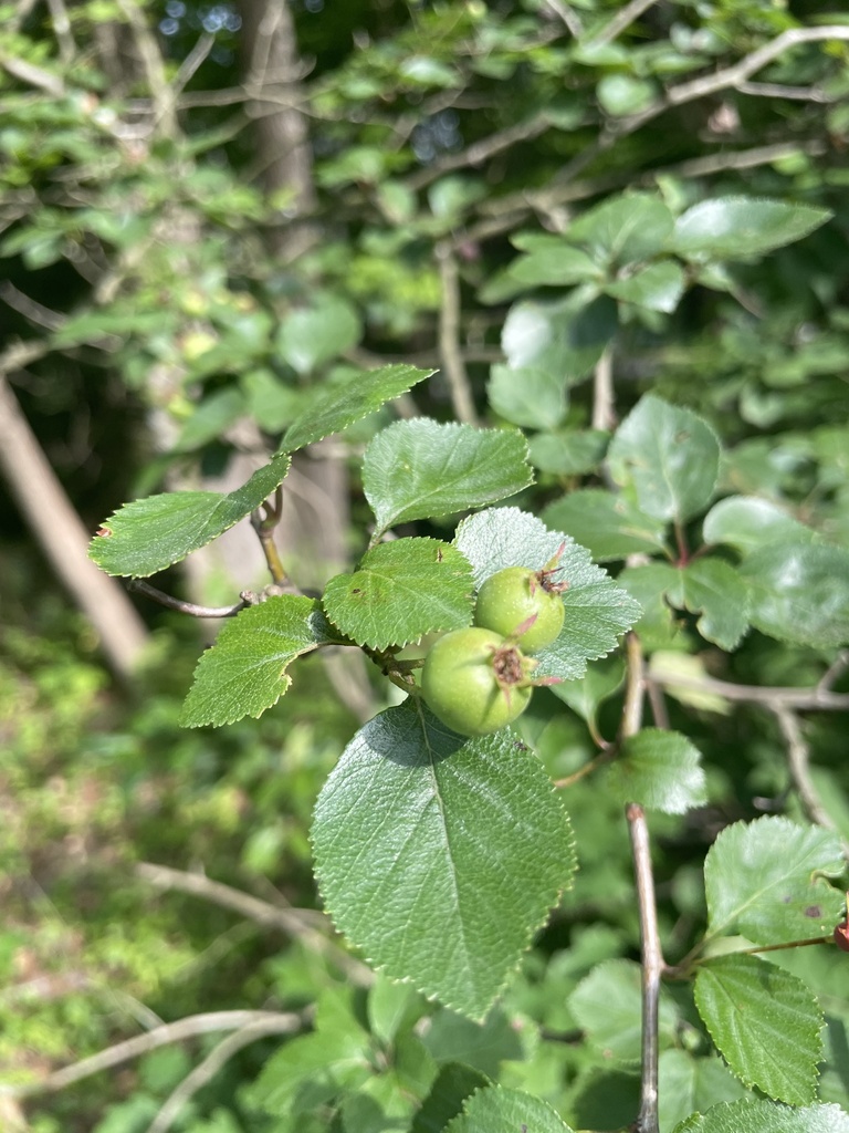 Crataegus aprica — fruit photograph