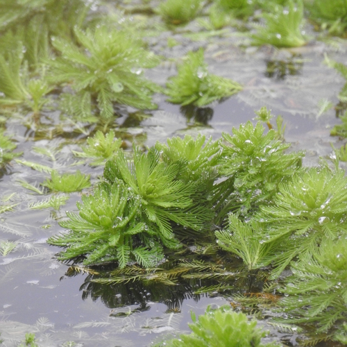 Myriophyllum aquaticum — foliage photograph